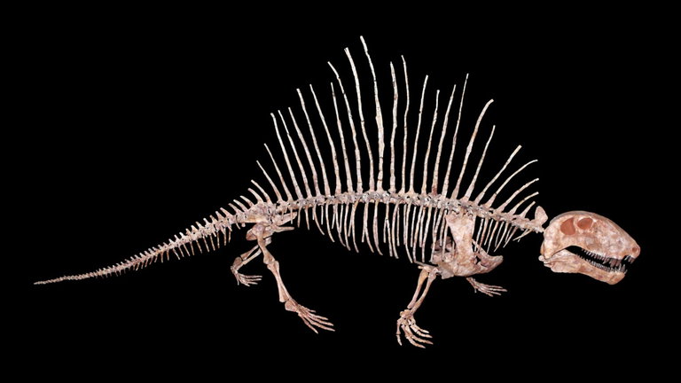 Parecía un feroz dinosaurio, pero ni siquiera era un reptil: este animal estaba emparentado con nosotros