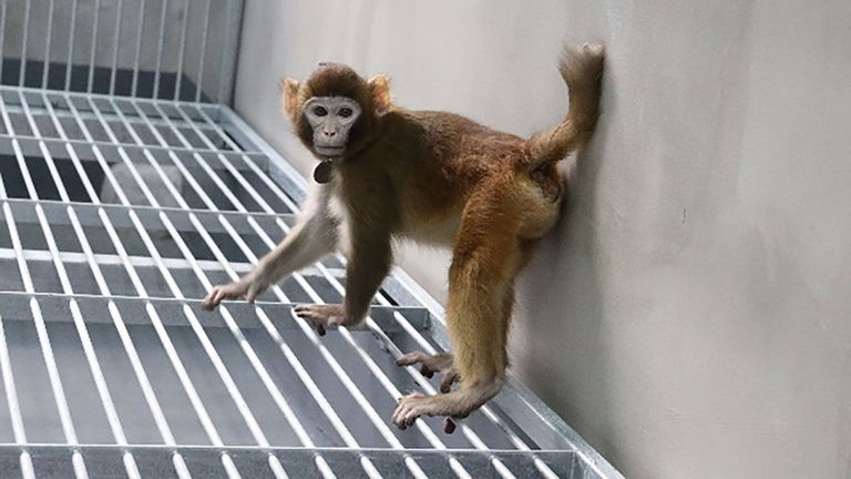 Este mono es un pieza clave para la ciencia: fue clonado hace 2 años y continúa con vida