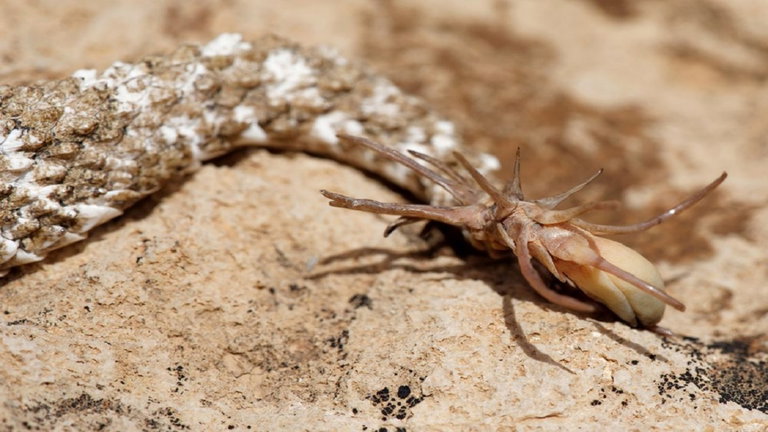 Parece una araña, pero ni siquiera es un insecto: este réptil es uno de los más peligrosos de Irán