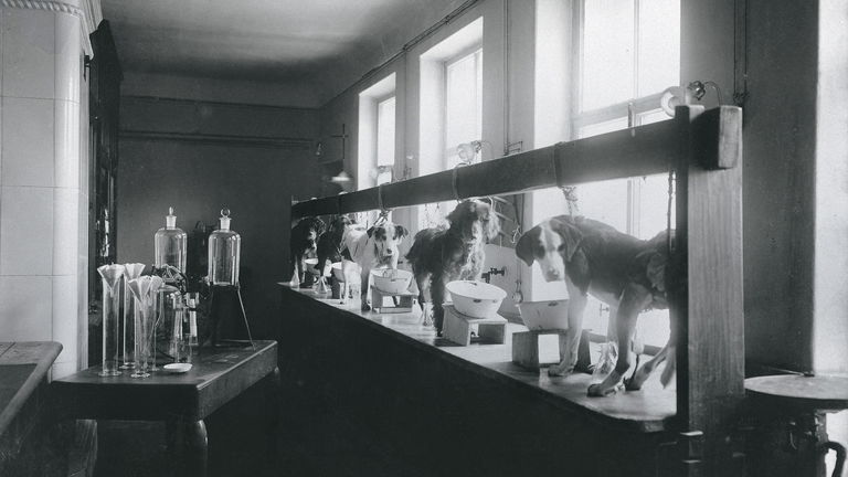 En que consistió el experimento del perro de Pavlov y qué demostró