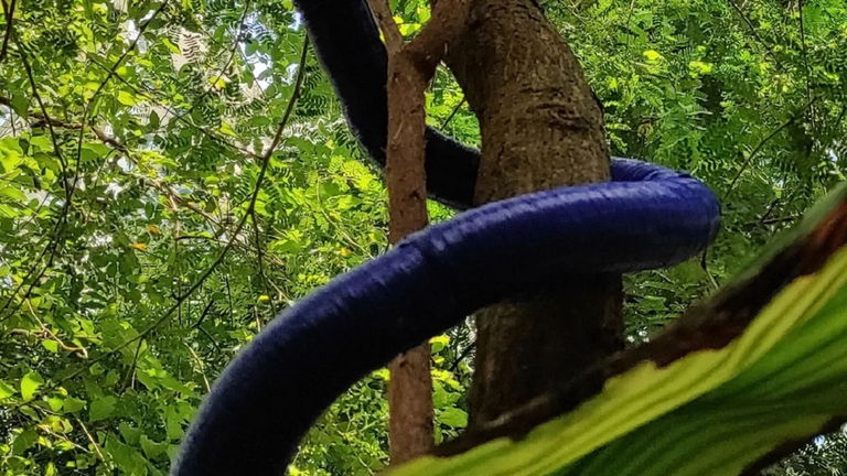 Desarrollan un robot que se parece a una planta: puede trepar y crecer como si fuera una enredadera