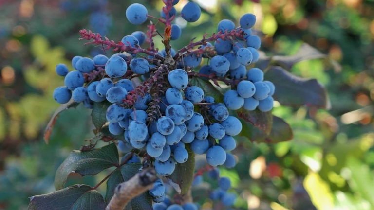 Frutas y verduras de color azul: listado completo