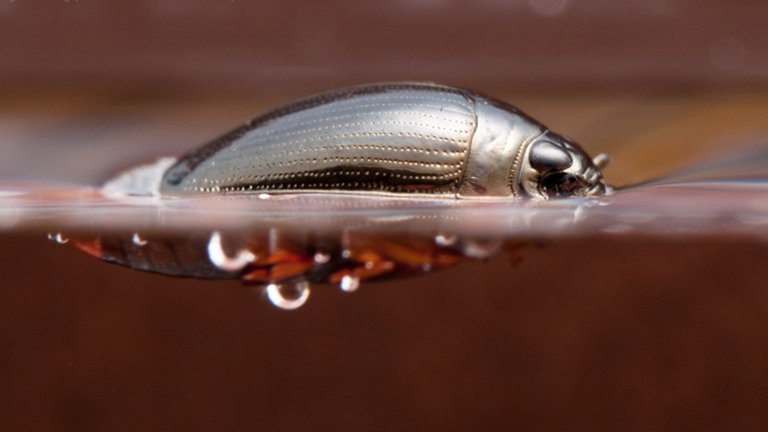 El próximo barco no tripulado de la armada de Estados Unidos podría inspirarse en estos insectos nadadores