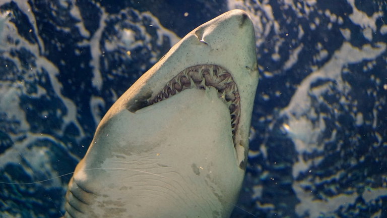 Querían etiquetar a un tiburón y consiguieron descubrir a un extraordinario ser capaz de regenerarse