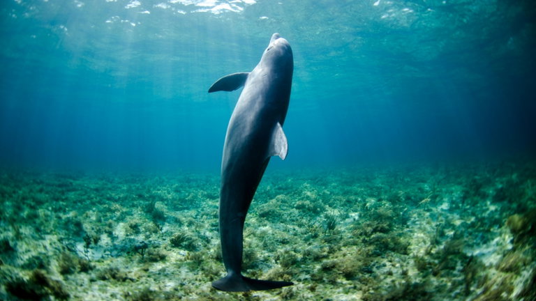 Científicos revelan el diseño de un robot inspirado en los delfines que ayudará a cuidar nuestras aguas
