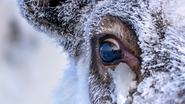 Calefacción interna y visión ultravioleta: no es un robot, sino un animal que es símbolo de la Navidad