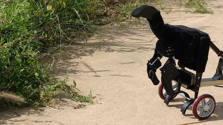 Fabrican un robot dinosaurio para intentar descubrir por qué estos animales desarrollaron plumas