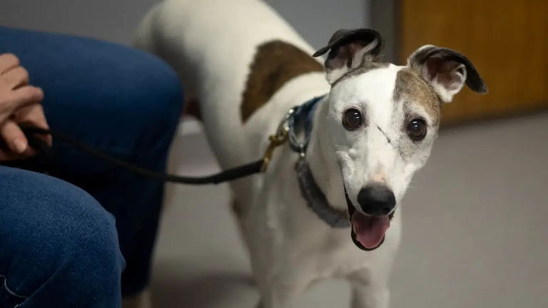 Boo es el primer perro en probar una chuche antiedad para alargar la vida de nuestras mascotas