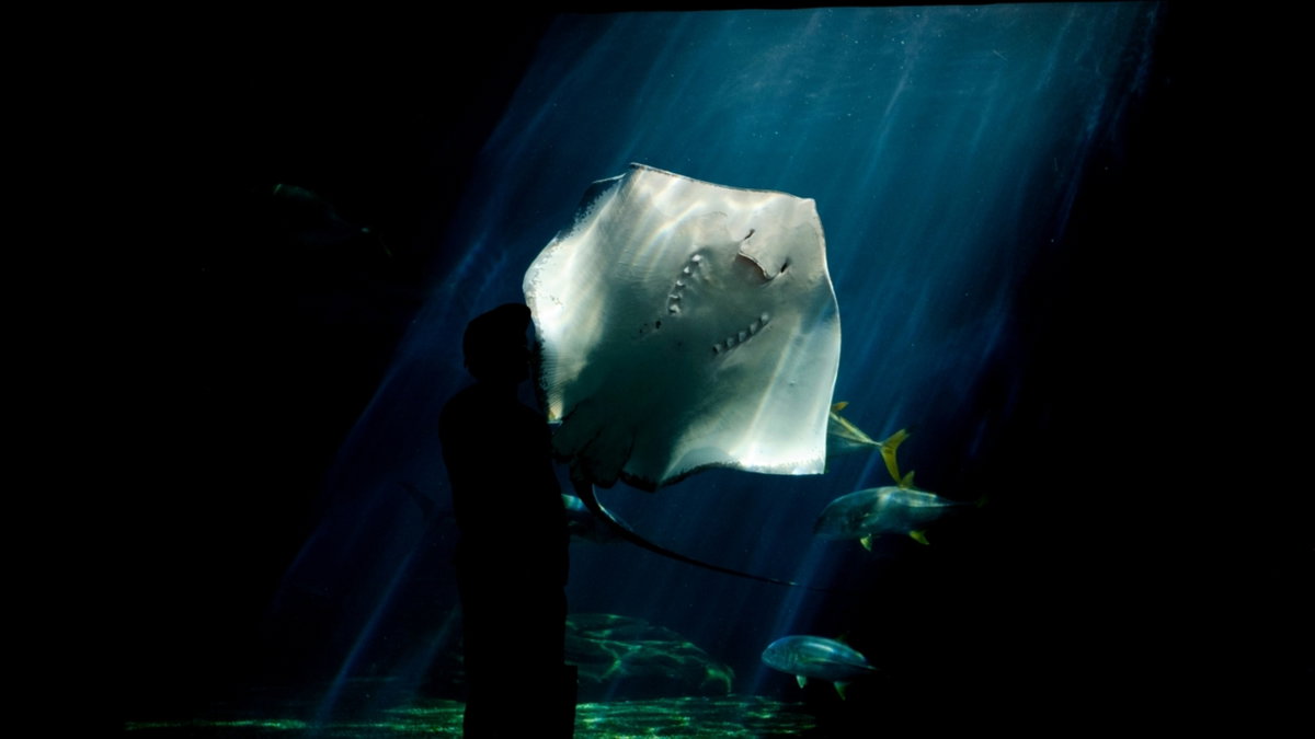 El misterioso embarazo de una mantarraya sin compañero en un acuario en ...
