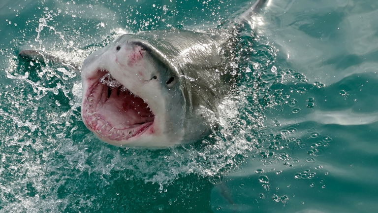 Captan en el agua un gran tiburón blanco recién nacido y es algo crucial para la ciencia