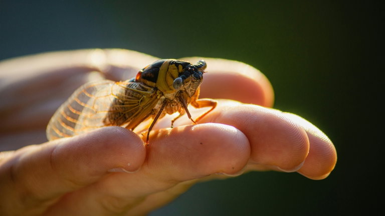 Estados Unidos va a vivir algo que solo ocurre cada 200 años: será invadido por millones de estos insectos