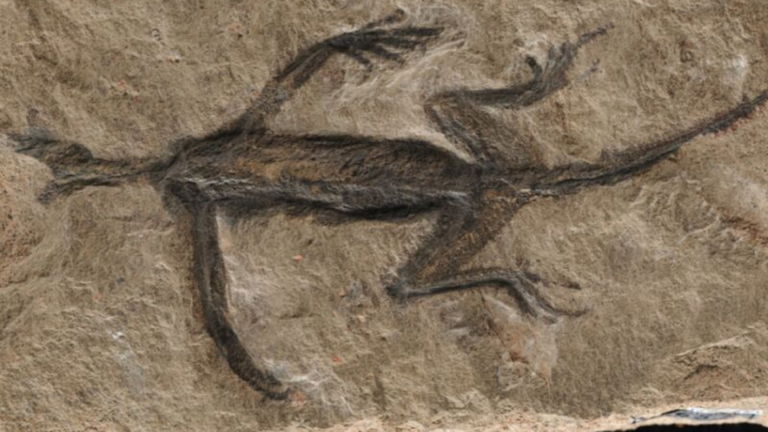 Se descubre que este misterioso y extraño fósil de 280 millones de años es falso