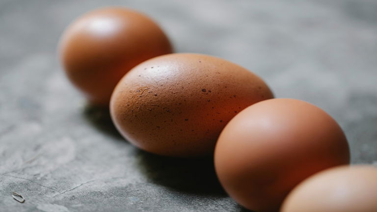 Encuentran un huevo de gallina de la época de los romanos y su contenido está intacto