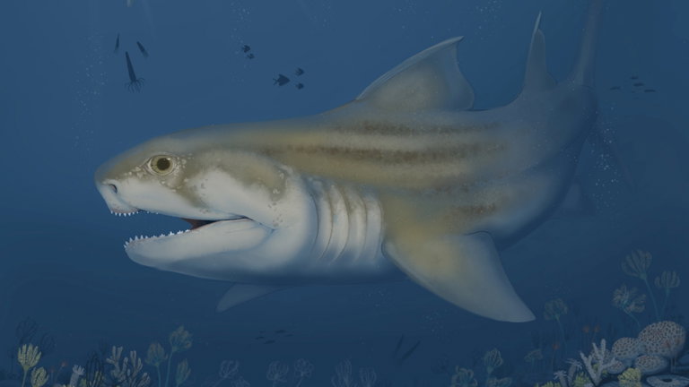 La exploración de un sistema de cuevas termina con el descubrimiento de dos nuevas especies de tiburón