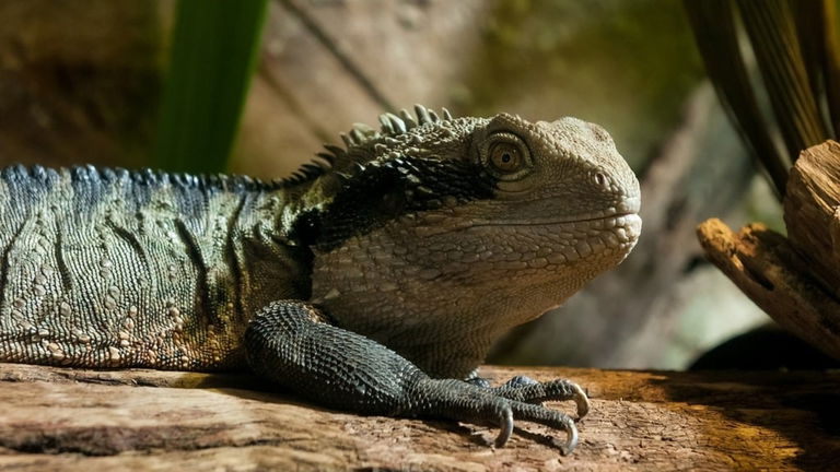 Reptiles en peligro de extinción: lista con 5 especies amenazadas