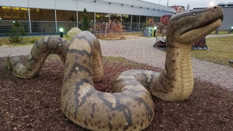 Titanoboa: cuándo se extinguió, tamaño, peso y dónde vivía