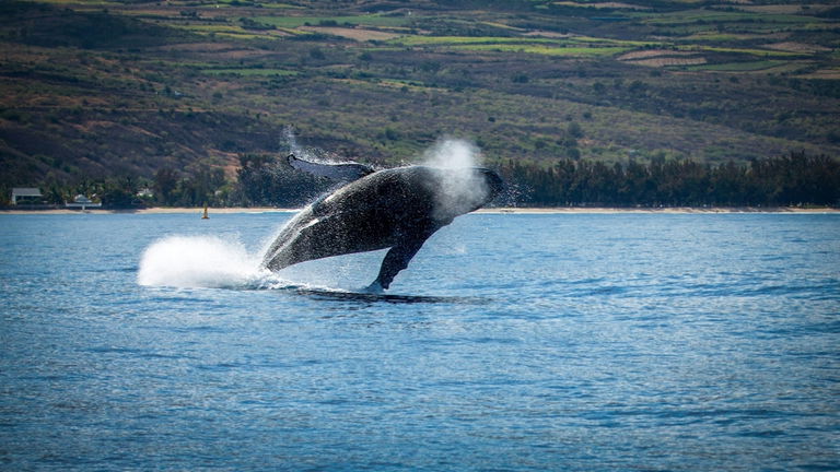 Los expertos observan por primera vez una orca cazando y matando a un gran tiburón blanco
