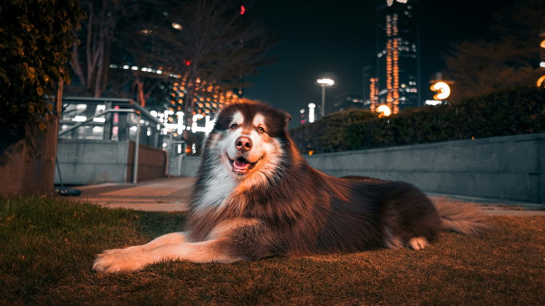 Polémica en test de ADN para perros: una reportera envía su muestra y descubre que es 40% malamute de Alaska