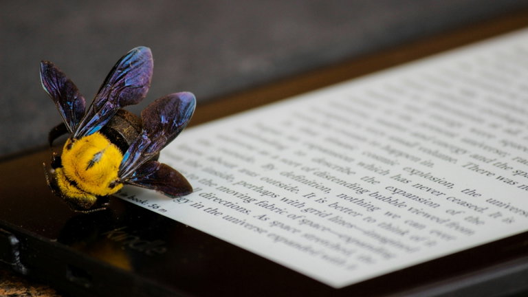 Una exploración científica termina con el descubrimiento de ocho especies de abejas con alas hermosas