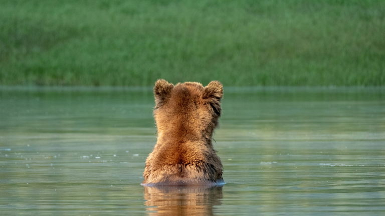 Este es el animal más grande de España y estos son los lugares donde viven