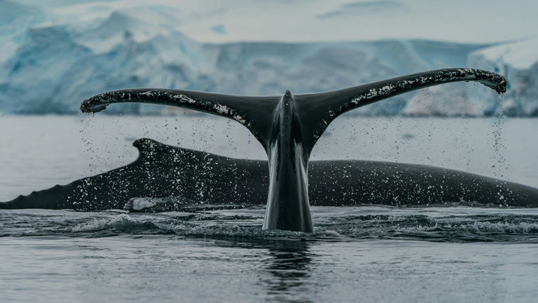 Los científicos están usando IA para rastrear las colas de las ballenas y es por una buena razón