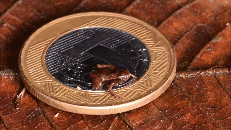 Es una rana, vive en Brasil y es menor que una moneda, así es el vertebrado más pequeño del mundo