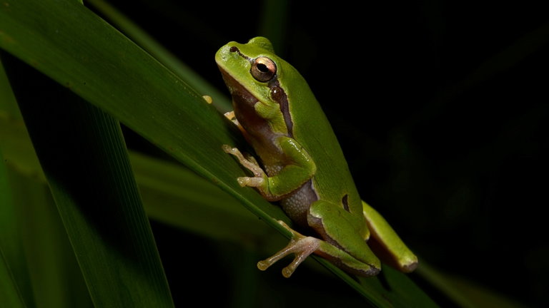 Las ranas que viven en Chernóbil han cambiado de color y podría ser la razón de su supervivencia