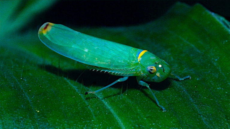 La tecnología sigilosa está en camino y los expertos se basan en los insectos que vuelan por nuestras casas