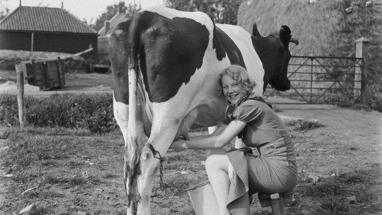 Modifican genéticamente una vaca para que produzca insulina humana en forma de leche