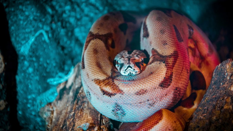 Los informes de unos expertos advierten que han encontrado la anaconda más larga del mundo
