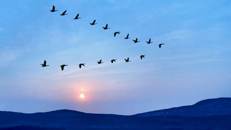 La ciencia tiene la respuesta a por qué las aves vuelan en forma de V