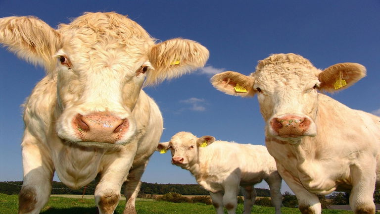Pintadas como si fueran cebras: los ganaderos pintan de blanco sus vacas por esta ingeniosa razón