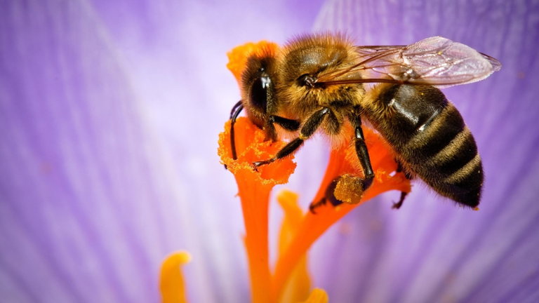 Las abejas tienen una cualidad poco conocida: son capaces de bucear en el agua sin necesidad de respirar