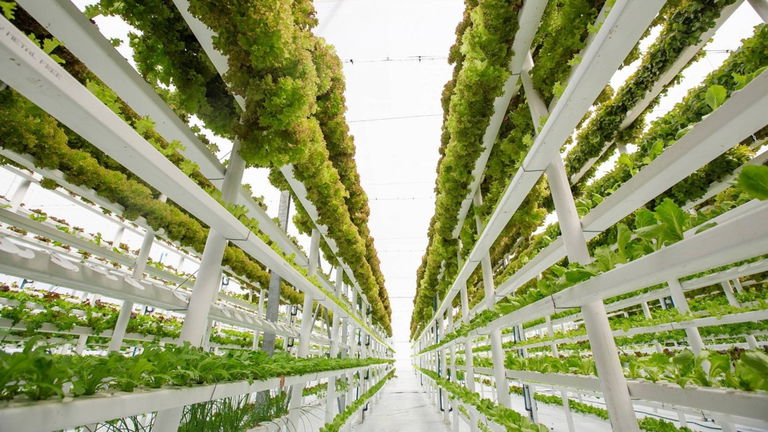 Una empresa especializada en agricultura dice que habrá cultivos en el Espacio en 2026