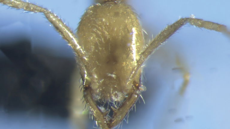 Voldemort vive en Australia y tiene forma de una nueva especie de hormiga allí descubierta