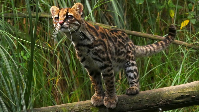 Descubren una nueva especie de gato, parecido a un tigre, que ya está en peligro por el ser humano