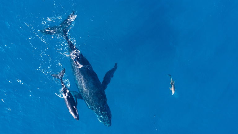 Los 10 peces más grandes del planeta y dónde viven