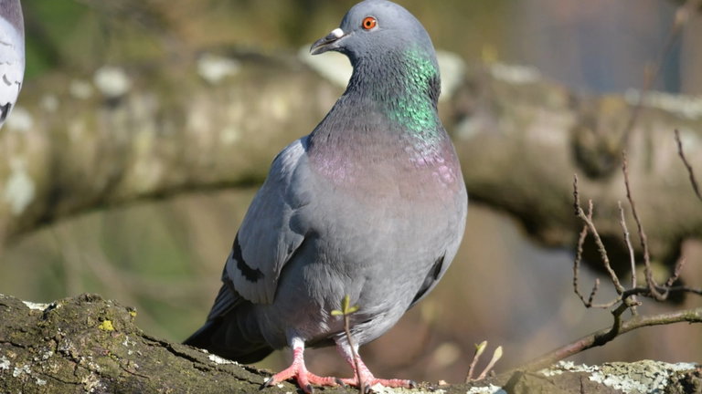 La razón de por qué algunas palomas realizan mortales hacia atrás