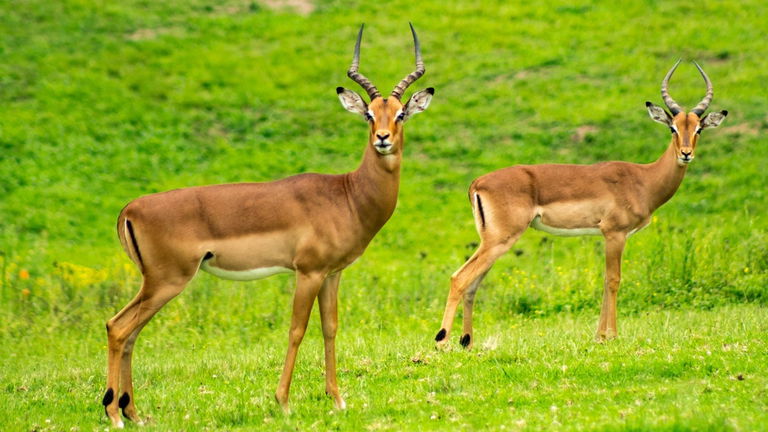 Normalmente tienen cuatro patas, pero esta gacela con seis es un animal único en la naturaleza
