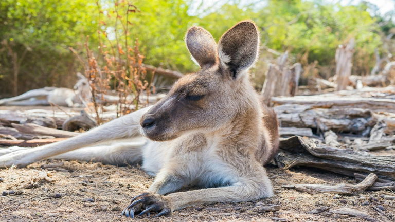 Los primeros pobladores de Australia fueron canguros monstruosos de 160 kilos