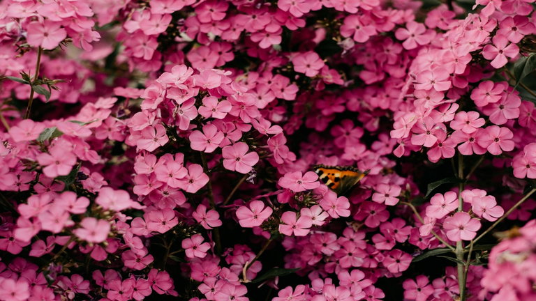 La floración de esta planta es todo un espectáculo visual, pero tiene un problema