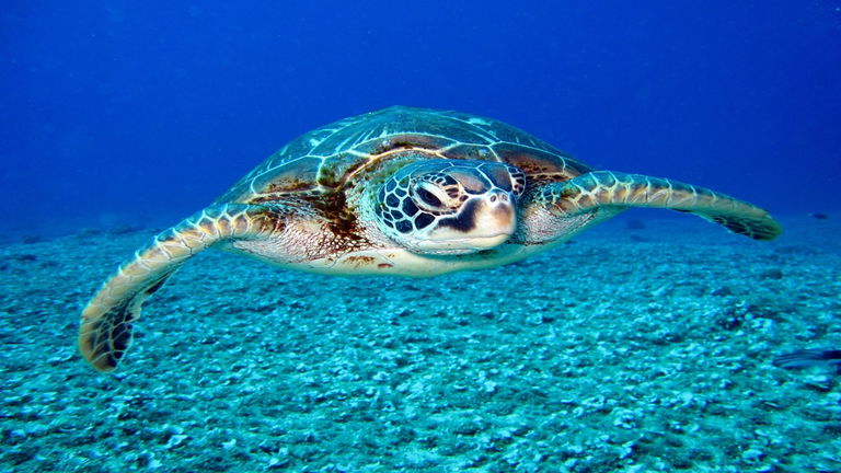 Esta tortuga del tamaño de un sofá pudo haber convivido con los seres humanos en Brasil hasta hace poco