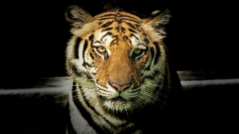 Esta icónica especie de Tigre parecía extinto, pero podría no ser así gracias a este análisis de ADN