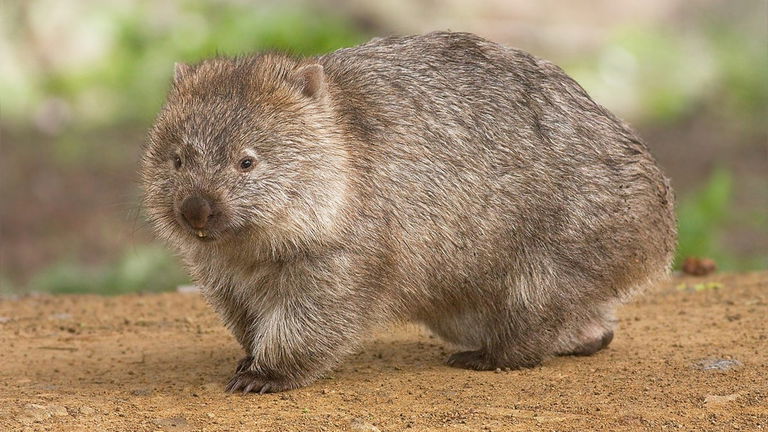 Qué es un wombat y por qué produce excrementos con forma de cubo