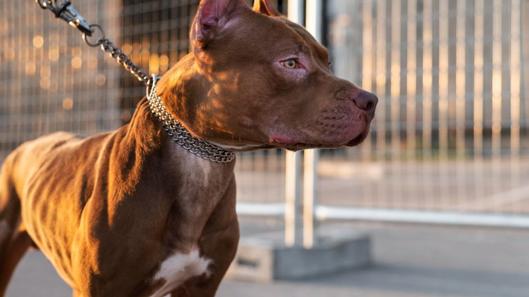 Todas las razas de perros potencialmente peligrosos que hay en España