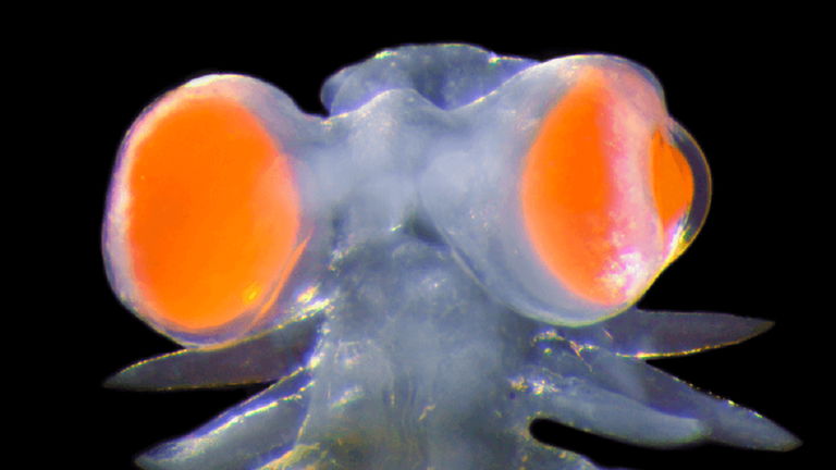 Es uno de los gusanos más extraños que viven en el mar: sus ojos pesan más que el resto de su cabeza