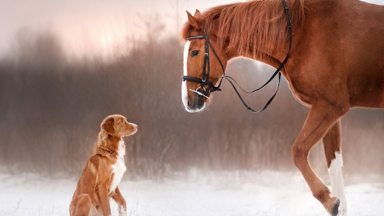 El perro no es "el mejor amigo del hombre". Es este otro y te damos todas nuestras razones