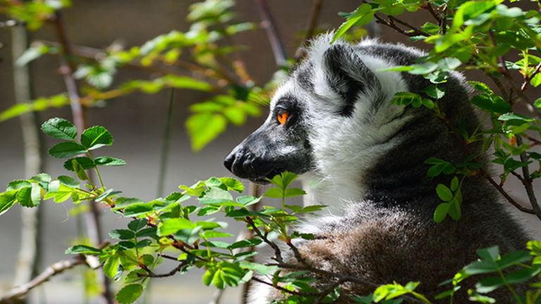 8 animales que tienen conciencia de sí mismos