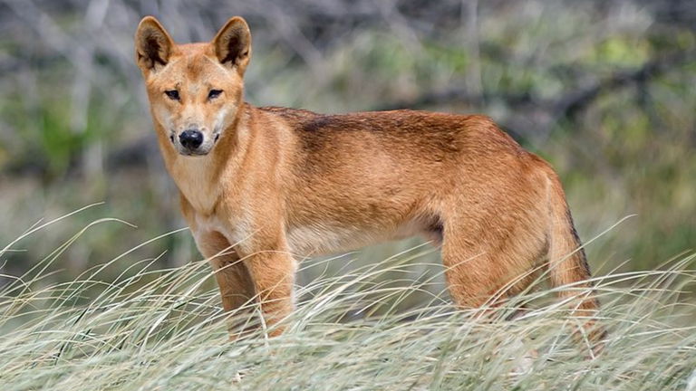 9 razas de perro que no fueron creadas por el hombre