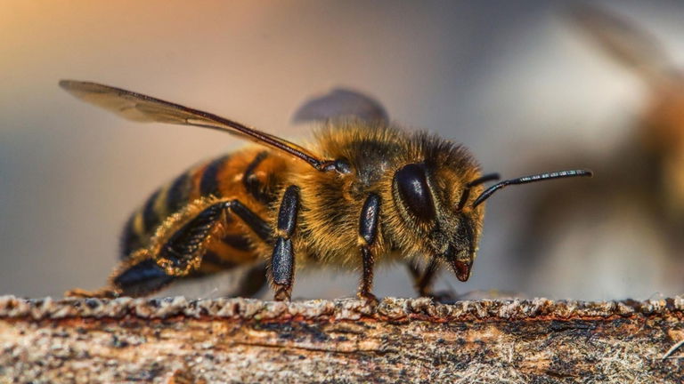 Estados Unidos se propone defender a sus abejas de este nuevo enemigo de dos alas y letal